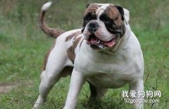 美國斗牛犬的優缺點有哪些?