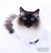 暹羅貓的性格特點