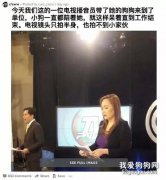 最暖女主播！播新聞的時候，狗狗就依偎在她腳下