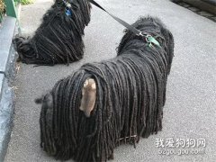 在澳大利亞，遛狗時一定要當心...