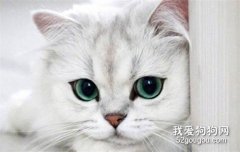 上班族適合養什么貓