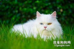 什么貓適合女生養 外形可愛的它們你一定喜歡