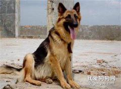 狼狗和德牧的區別有哪些？