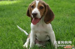 比格獵犬的特征有哪些?