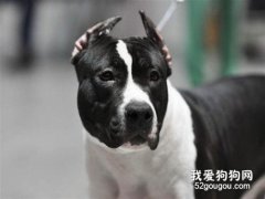 斯塔福梗犬的性格怎么樣?