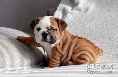 英牛犬性格怎么樣？