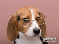 狗可以原諒主人幾次？