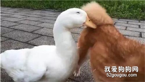 救命呀！這里有只鴨子被狗尾巴卡住了