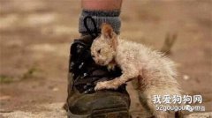 流浪貓主動向人類乞食，卻遭到家貓攻擊，余生2個月終于能安靜了！