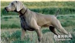 威瑪獵犬性格怎么樣?