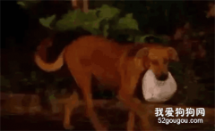 這條狗3年來，每天走4公里，給自己的流浪朋友送飯從未間斷......