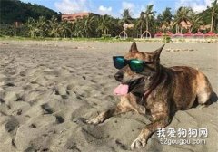 狗子第一次感受到女主人的胎動，它竟然做出這樣的反應，笑噴了！