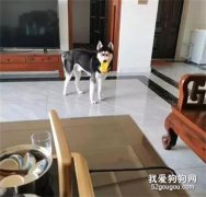 二哈玩雞突然眼紅，看后才發現...這事只有它能行！