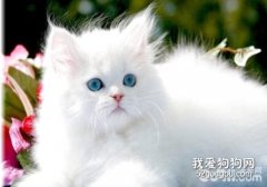波斯貓的性格特點