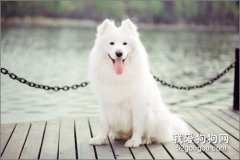薩摩耶養狗攻略