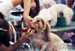 給狗狗美容的注意事項