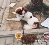 房東不允許養寵物，狗狗被拋棄后關地下室三年