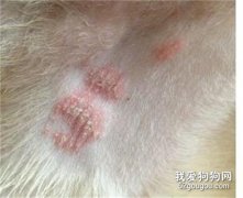 狗狗疥螨癥狀和治療方法