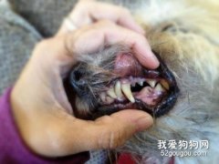 狗狗牙周炎的症状和治疗
