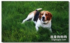  狗狗扁桃體發炎的原因癥狀以及治療方法