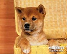 秋田犬怎么養 秋田犬飼養方法