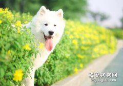 薩摩耶洗澡步驟流程及注意事項