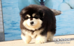 阿拉斯加犬怎么養?