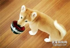 狗狗腸胃不好怎么調理?
