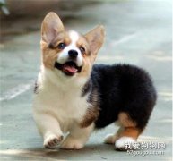 柯基犬怎么養 柯基犬飼養方法