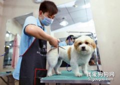 狗狗修毛教程及注意事項