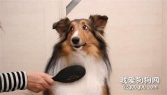 怎么給狗狗梳毛 狗狗梳毛方法大全