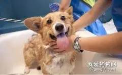 狗狗洗澡流程及注意事项