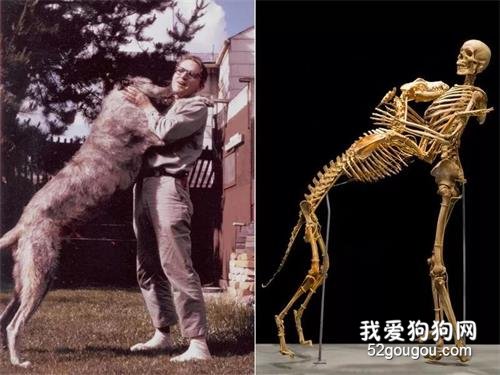 著名人類學家最后的遺愿：如果我的狗狗死去，請讓它和我在一起……