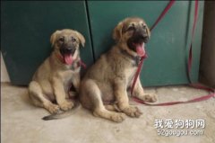 狼青幼犬怎么看純不純?