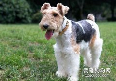 獵狐梗性格怎么樣?