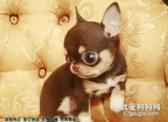 小鹿狗和吉娃娃的區別是什么?