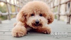 怎么分辨泰迪純不純?