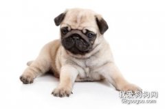 巴哥犬怎么看純不純?