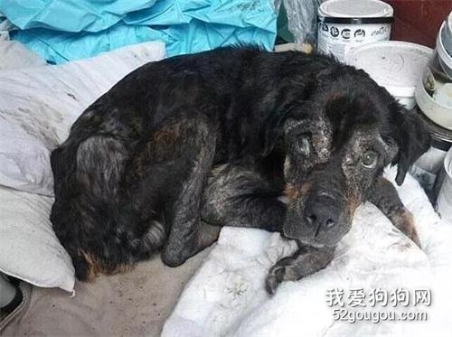 陪在主人身邊15年的狗狗竟然被這樣殘忍對待