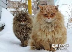 西伯利亞貓性格介紹