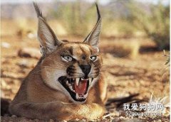 獰貓的外形特征 獰貓可以當寵物養嗎?
