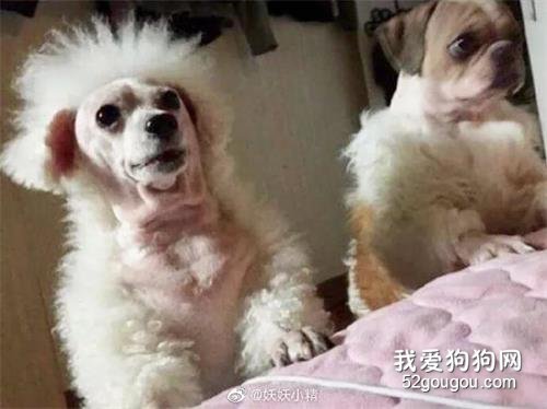 麻煩給寵物主子剃毛的時候留點面子好嗎！哈哈哈哈笑噴了！