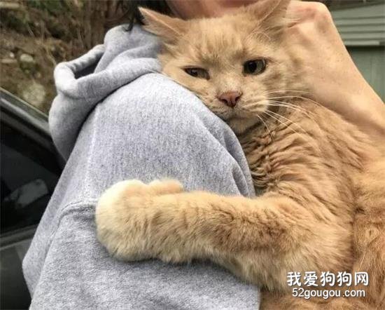 它們對主人的愛是無限的