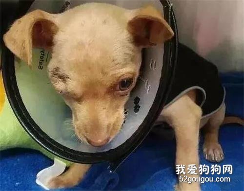 狗狗被主人弄瞎一只眼睛，但是它卻走上了人生巔峰
