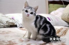 起司貓是什么品種?
