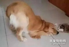 狗撅屁股什么癥狀? 要注意狗狗是否生病