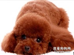 泰迪后腿無力發抖的原因