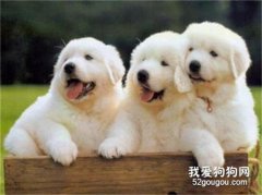 狗狗毛囊炎該怎么辦？