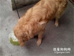 狗狗生理期嘔吐 要注意嘔吐內容物