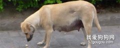 狗狗產前三天征兆有哪些?